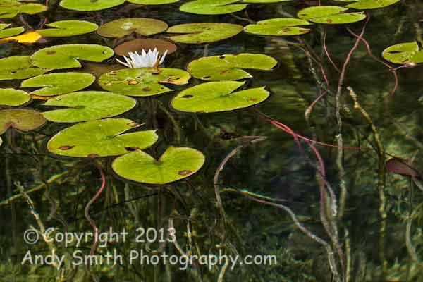 Lily Pads in White Lake